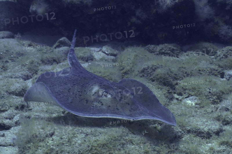 Round stingray