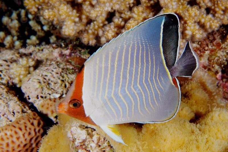 Blue chevron butterflyfish