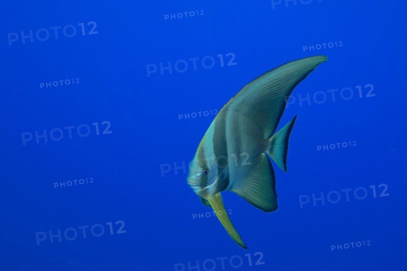 Juvenile roundhead batfish