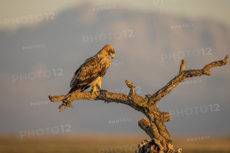 Spanish imperial eagle