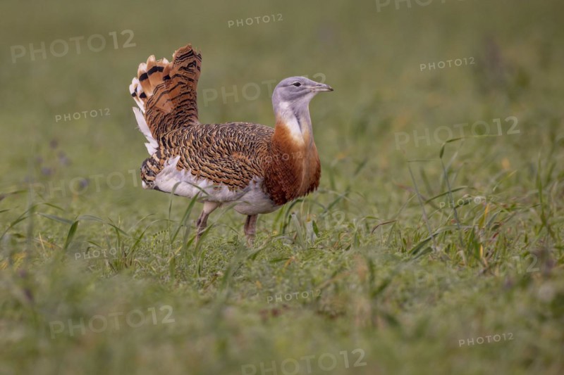 Great bustard