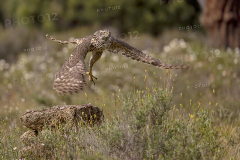 Northern goshawk
