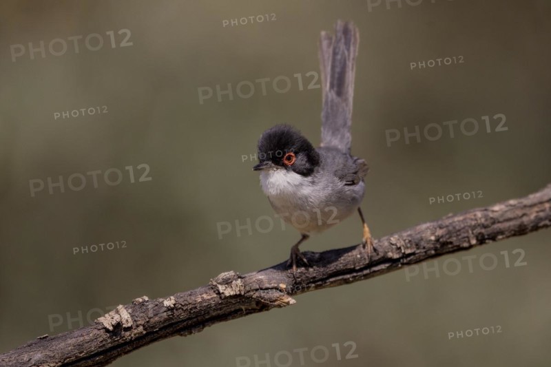 Sardinian warbler