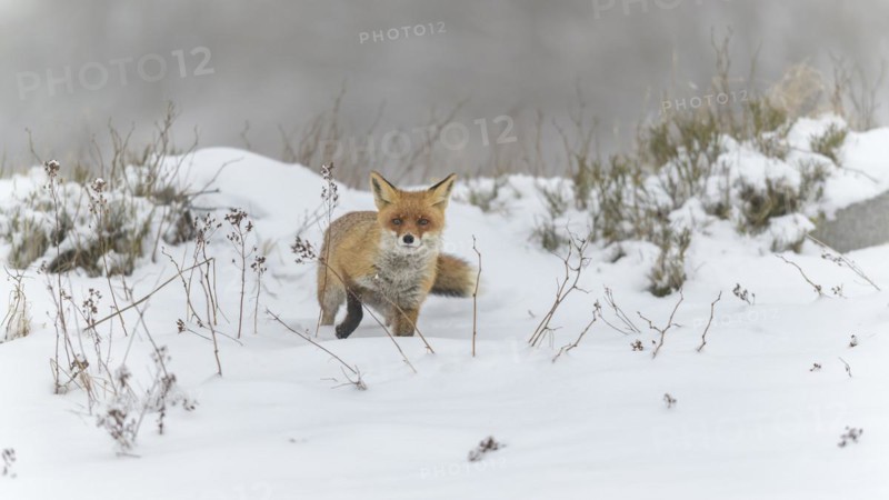Red fox