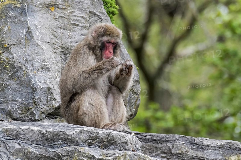 Japanese macaque