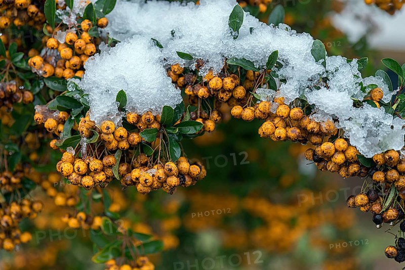 Snowy scarlet firethorn