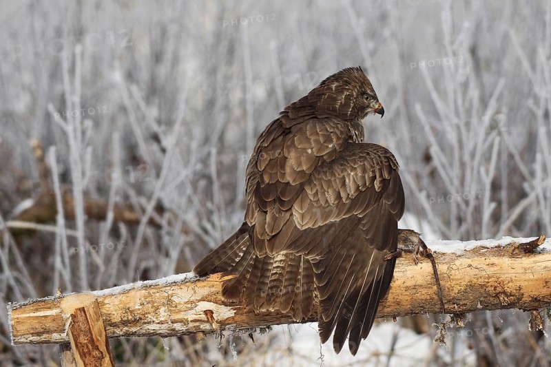 Common steppe buzzard
