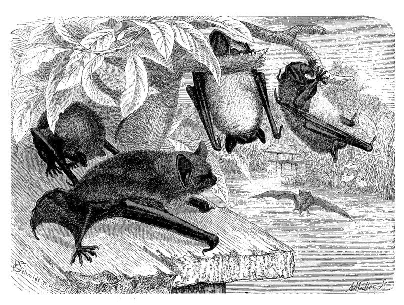 Water bat