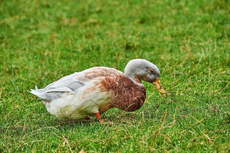 Domestic mallard