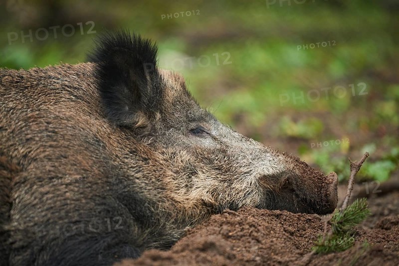 Portrait of a Central European boar