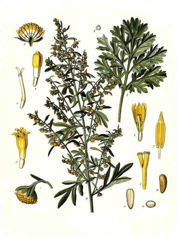 Medicinal plant