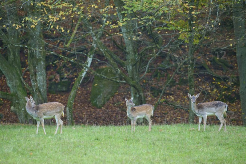 European fallow deer