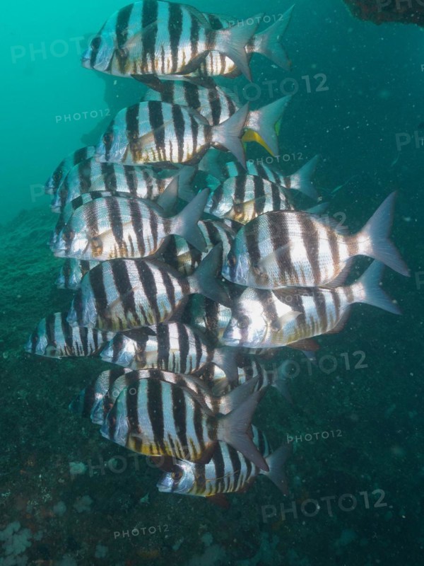 Group of zebra sea bream