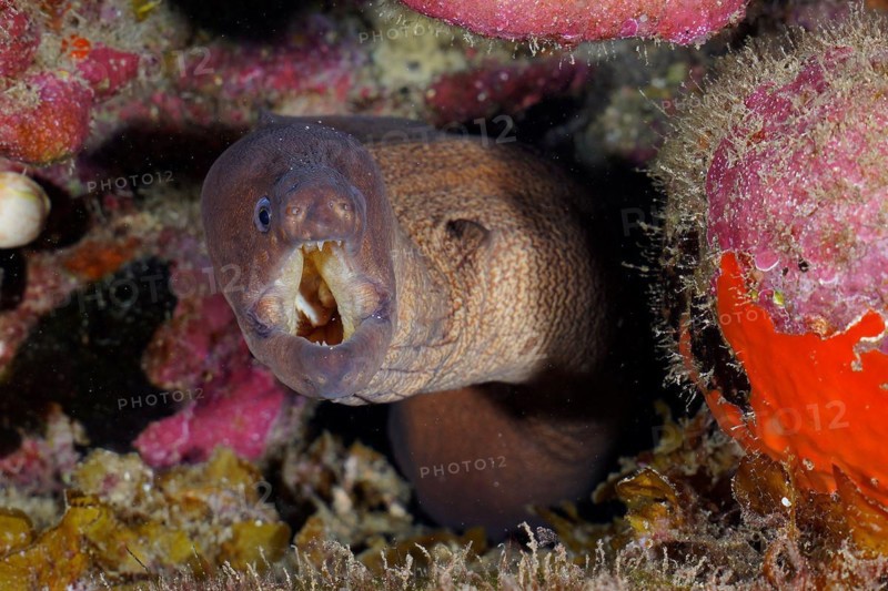 Brown moray eel