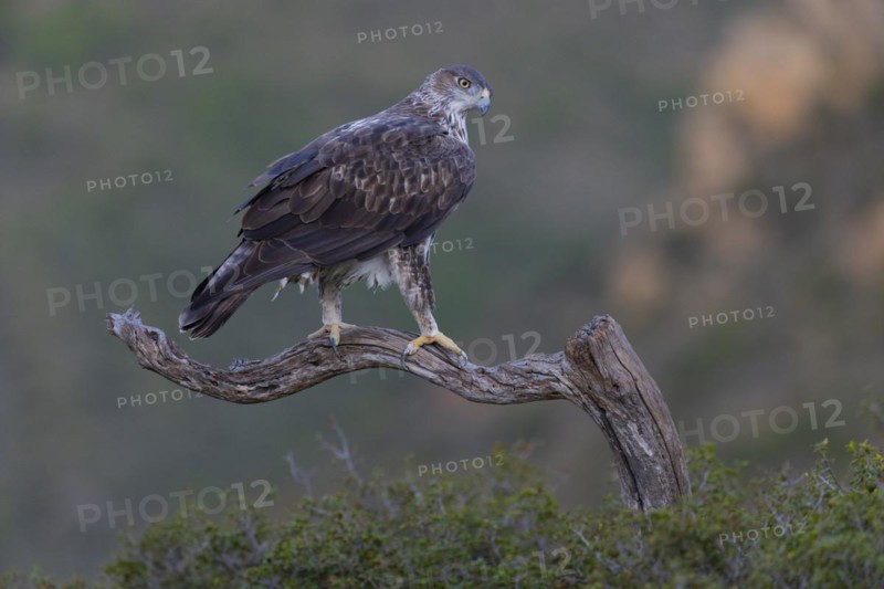 Bonellis eagle