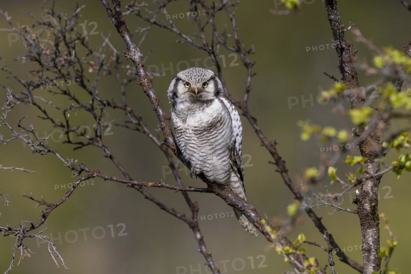 Northern hawk owl