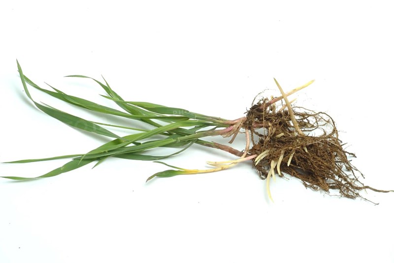 Medicinal plant couch grass