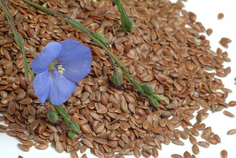 Medicinal plant Linseed