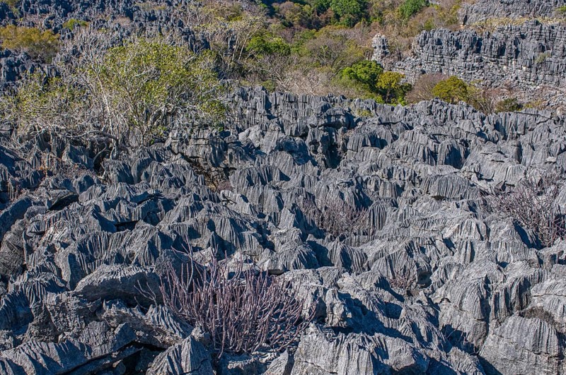 Tsingy plateau in the Ankarana Special Reserve