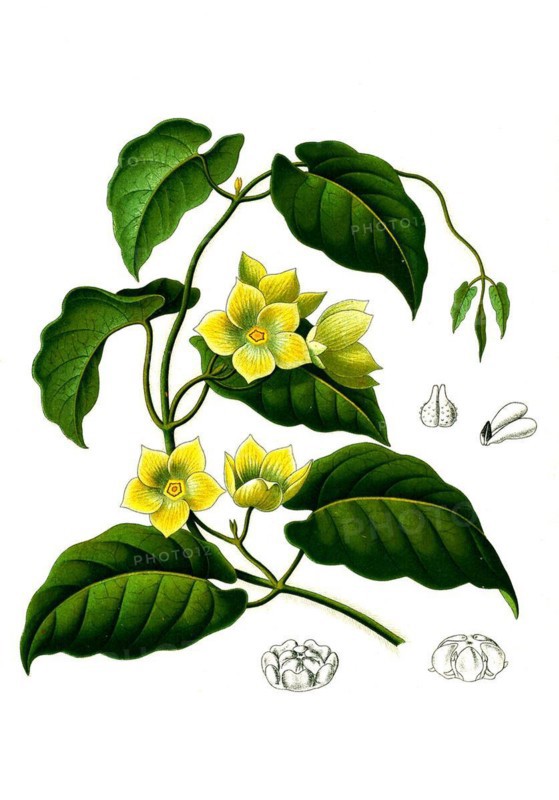 Medicinal plant