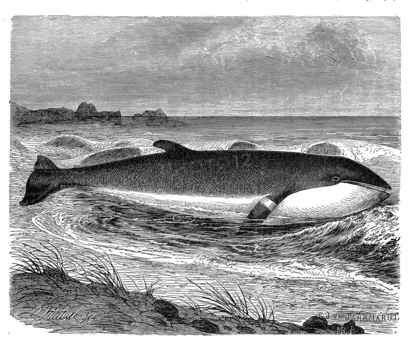 Minke whale