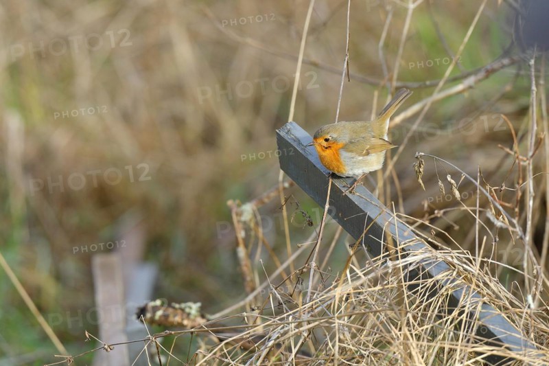 European robin