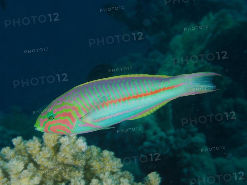 Junkerfish