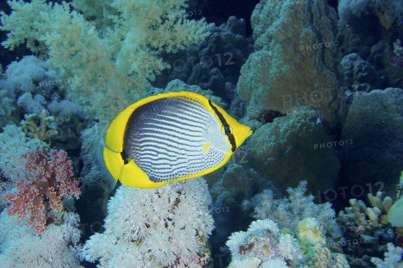 Blackback butterflyfish