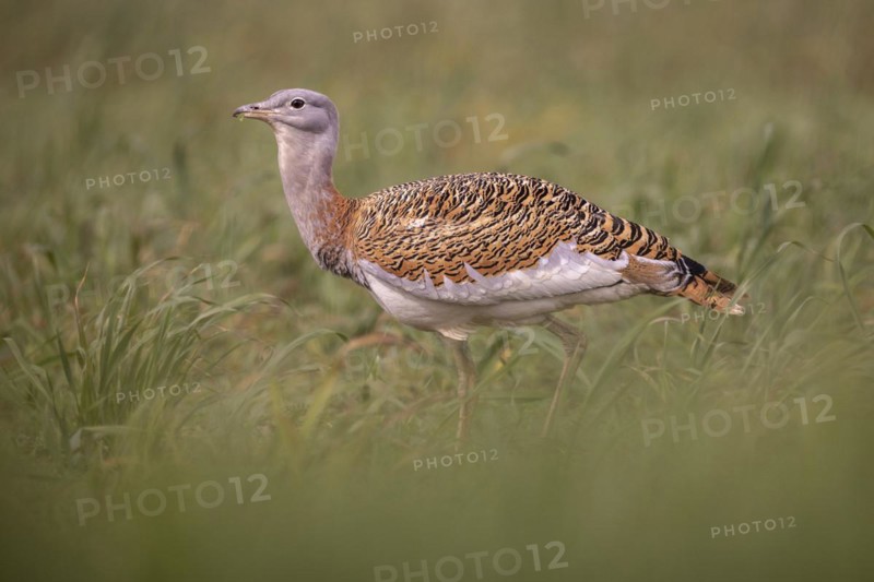 Great bustard