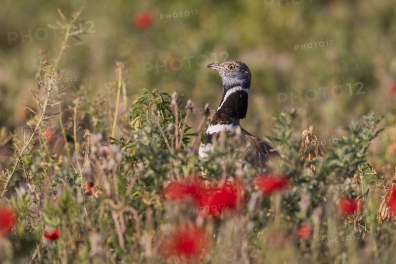 Little Bustard