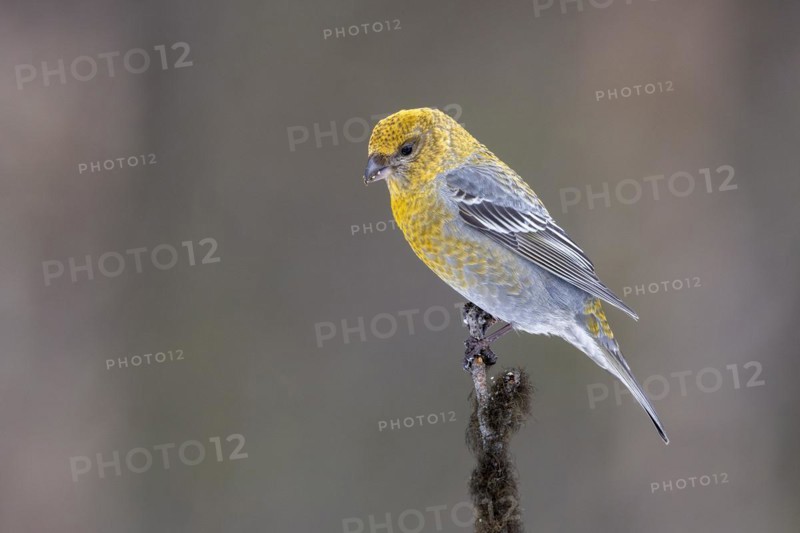 Pine grosbeak