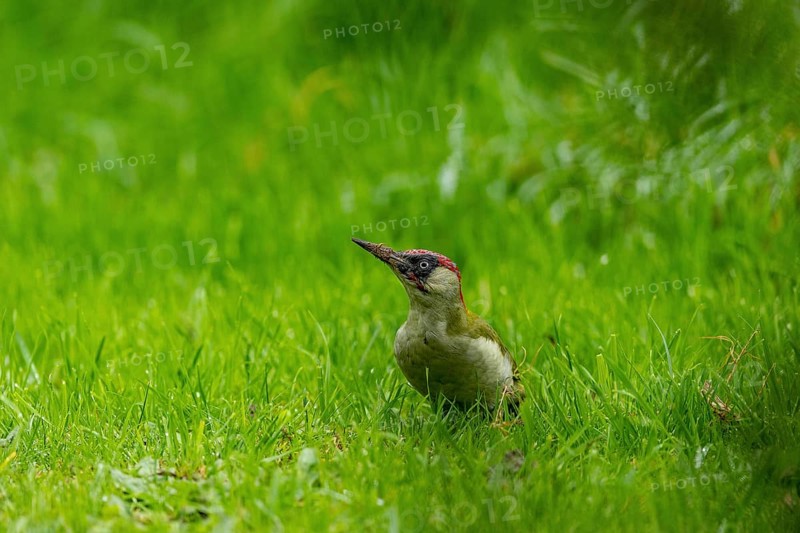 European green woodpecker
