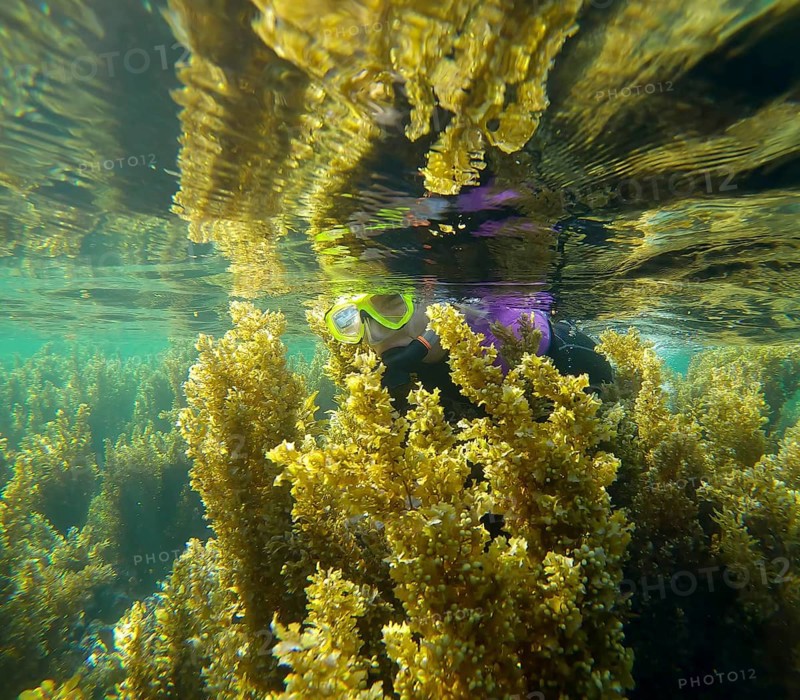 Woman snorkeler swims through dense thickets of Seaweed Brown