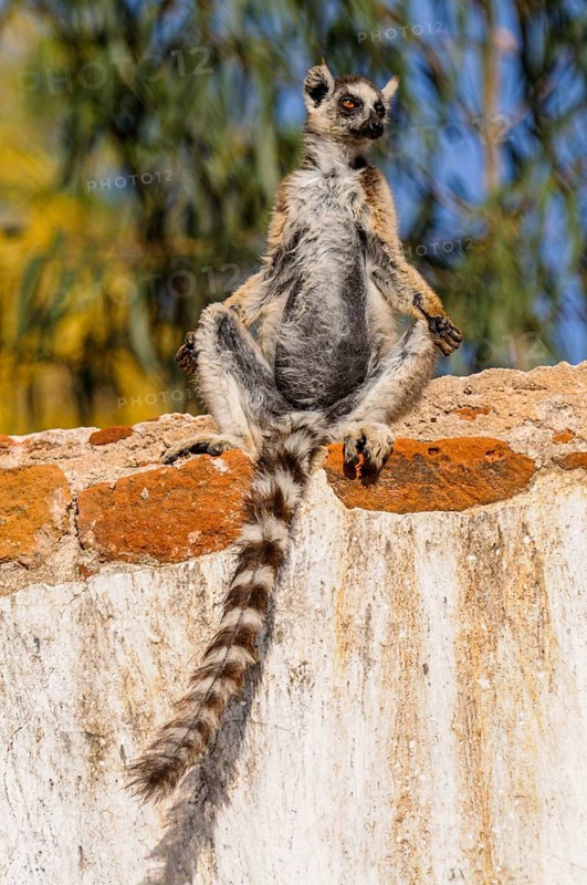 Ring-tailed Lemur