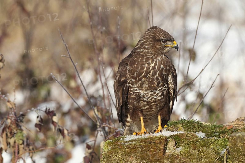 Common steppe buzzard