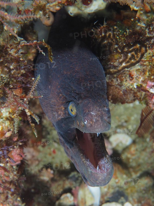 Portrait of masked moray