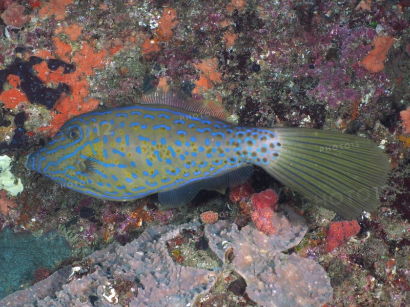 Scrawled filefish