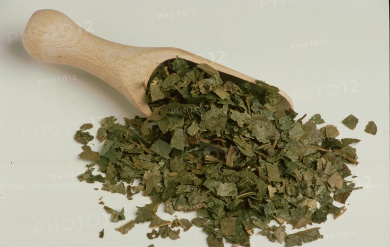 Dried witch hazel leaves virginiana
