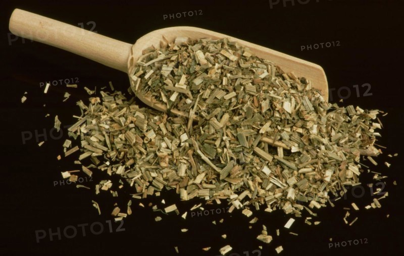Medicinal herbs dried chicory