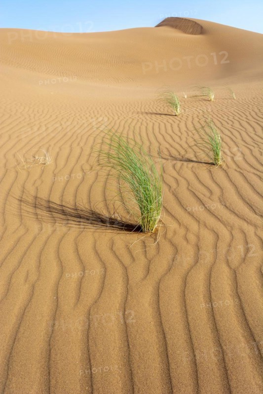 Drinn grass