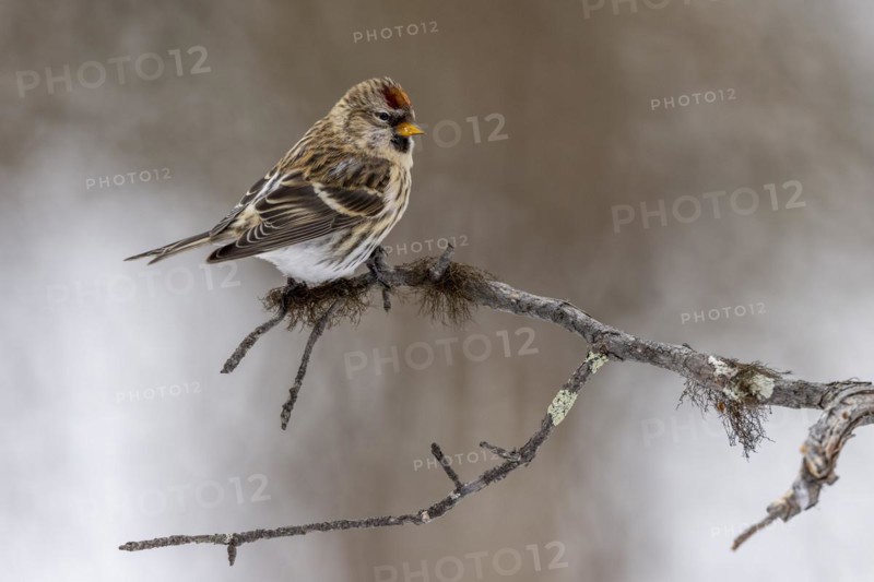 Arctic Redpoll
