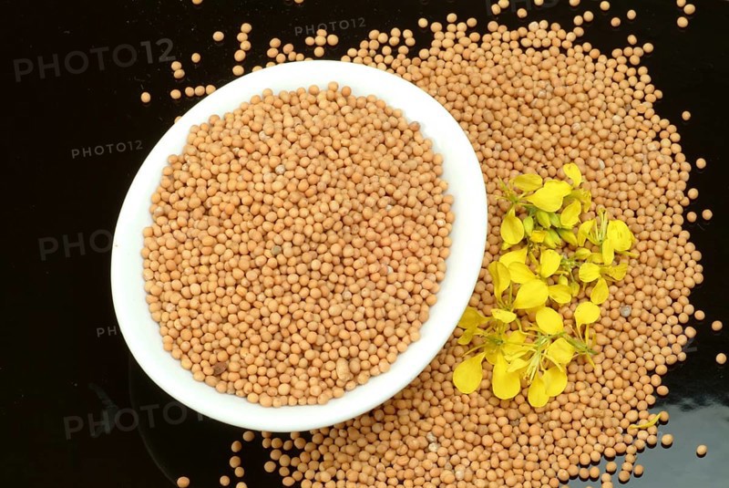 Medicinal plant White mustard
