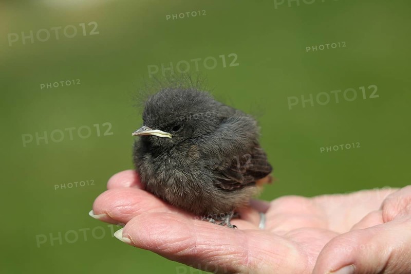 Black Redstart