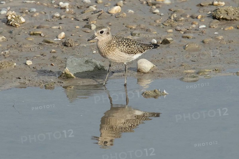 Little Ringed Plover with reflection standing at water's edge looking left