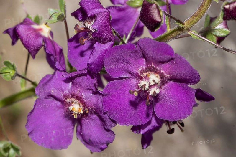 Phoenician mullein two opened purple flowers side by side