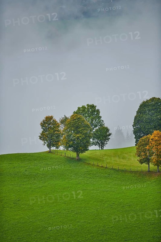 Norway maple