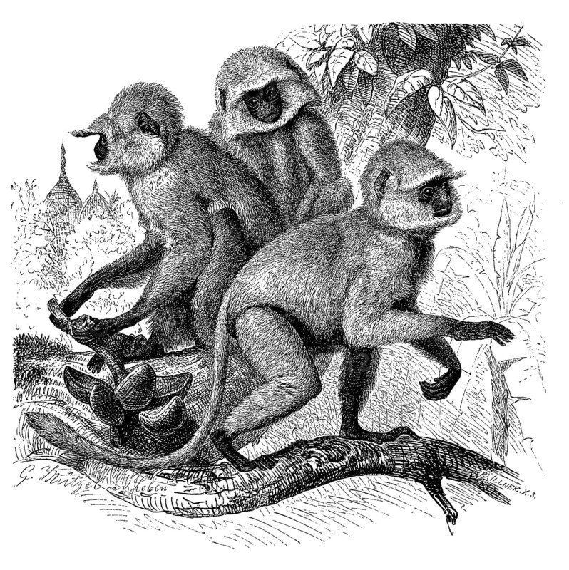 Bengal northern plains gray langur