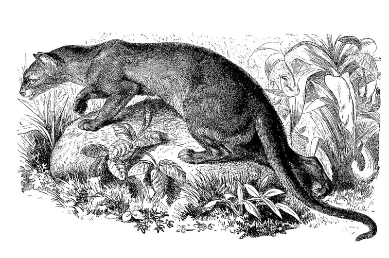 Fossa