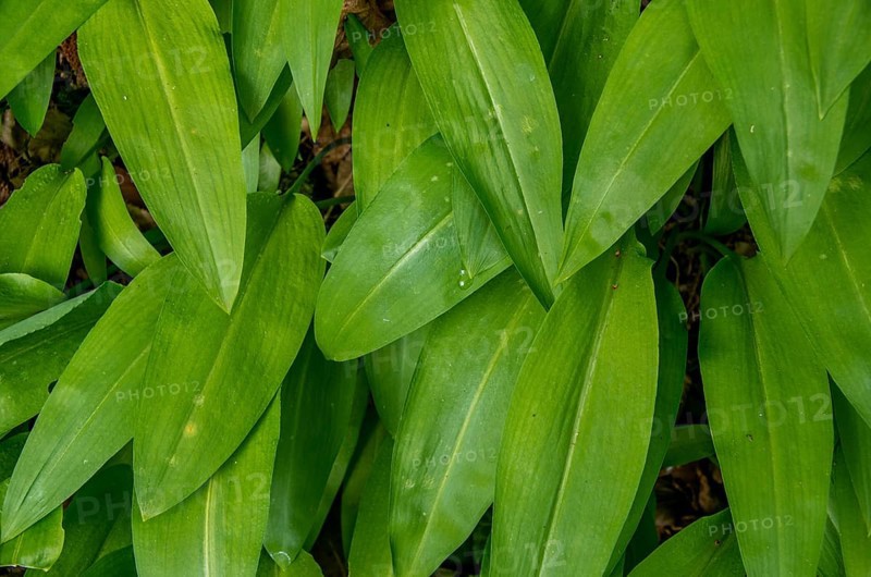 Close-up of bar leek