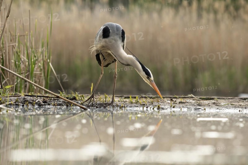 Grey heron